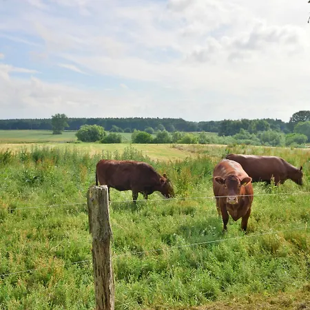 Weideblick Auf Dem Bauernhof Am Schweriner